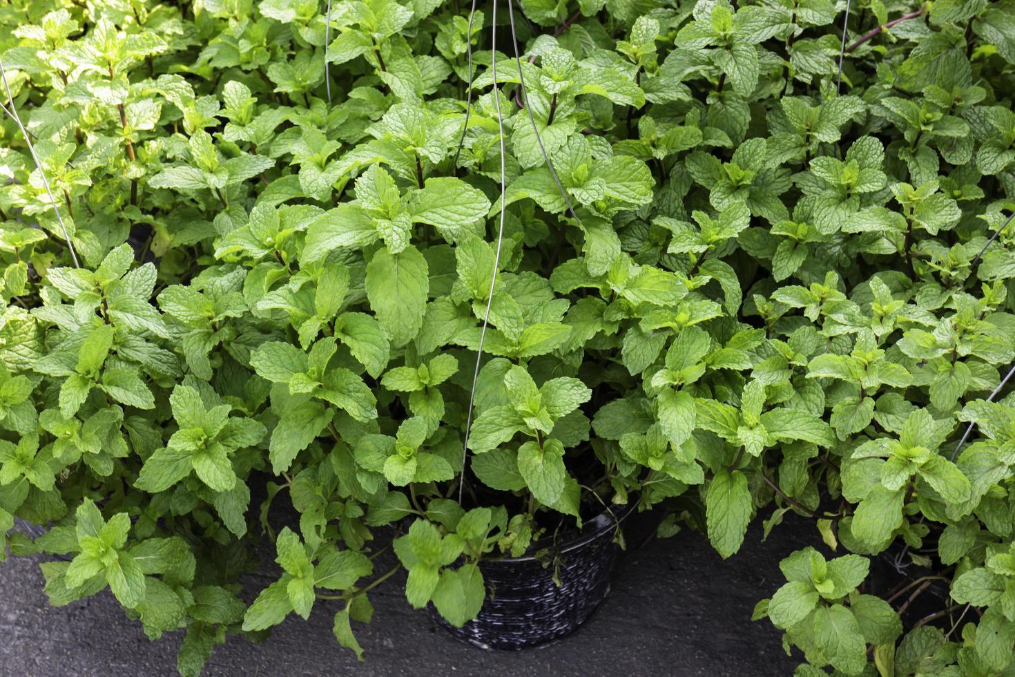 cestas colgantes con florecientes plantas verdes foto