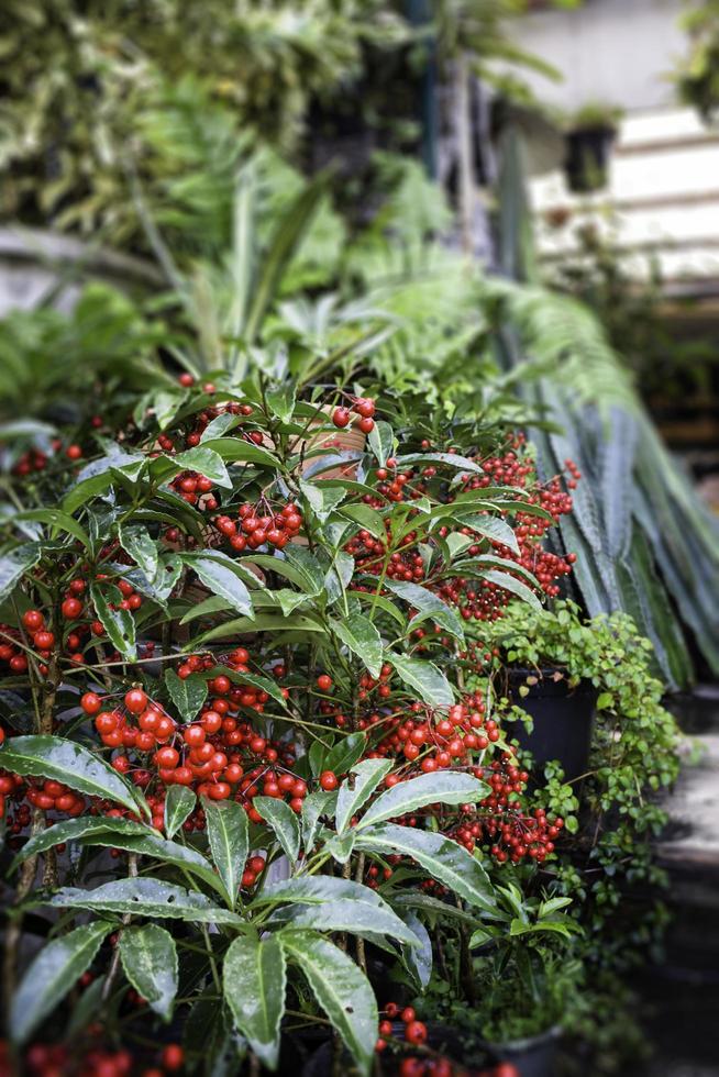 plantas en el jardin foto