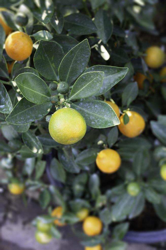 Citrus fruit on a tree photo