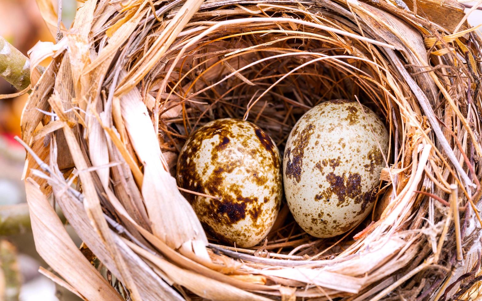 Speckled bird eggs photo