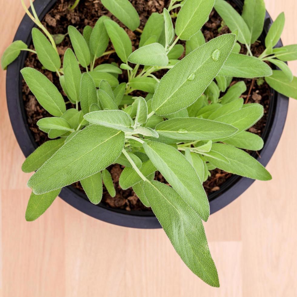 vista superior de una planta de salvia en maceta foto