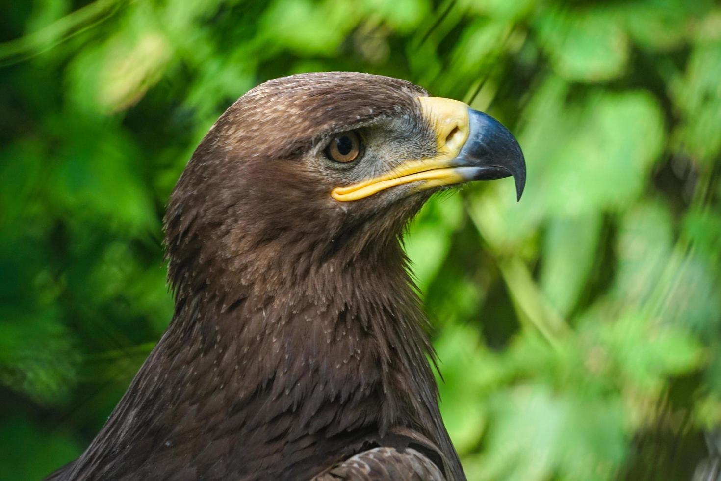 Side view of large bird of prey with green natural background photo