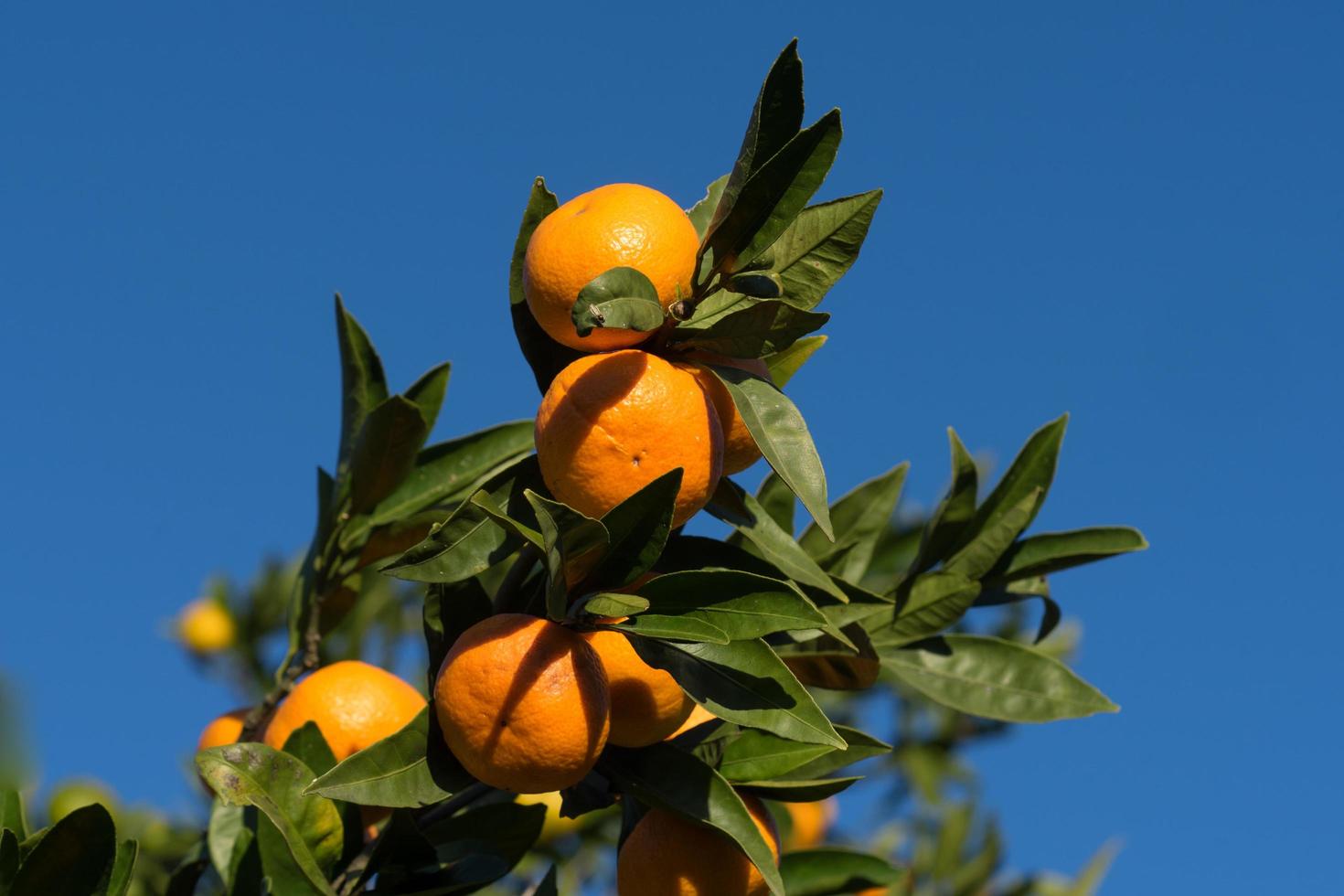 Tangerines on a branch with clear blue sky photo