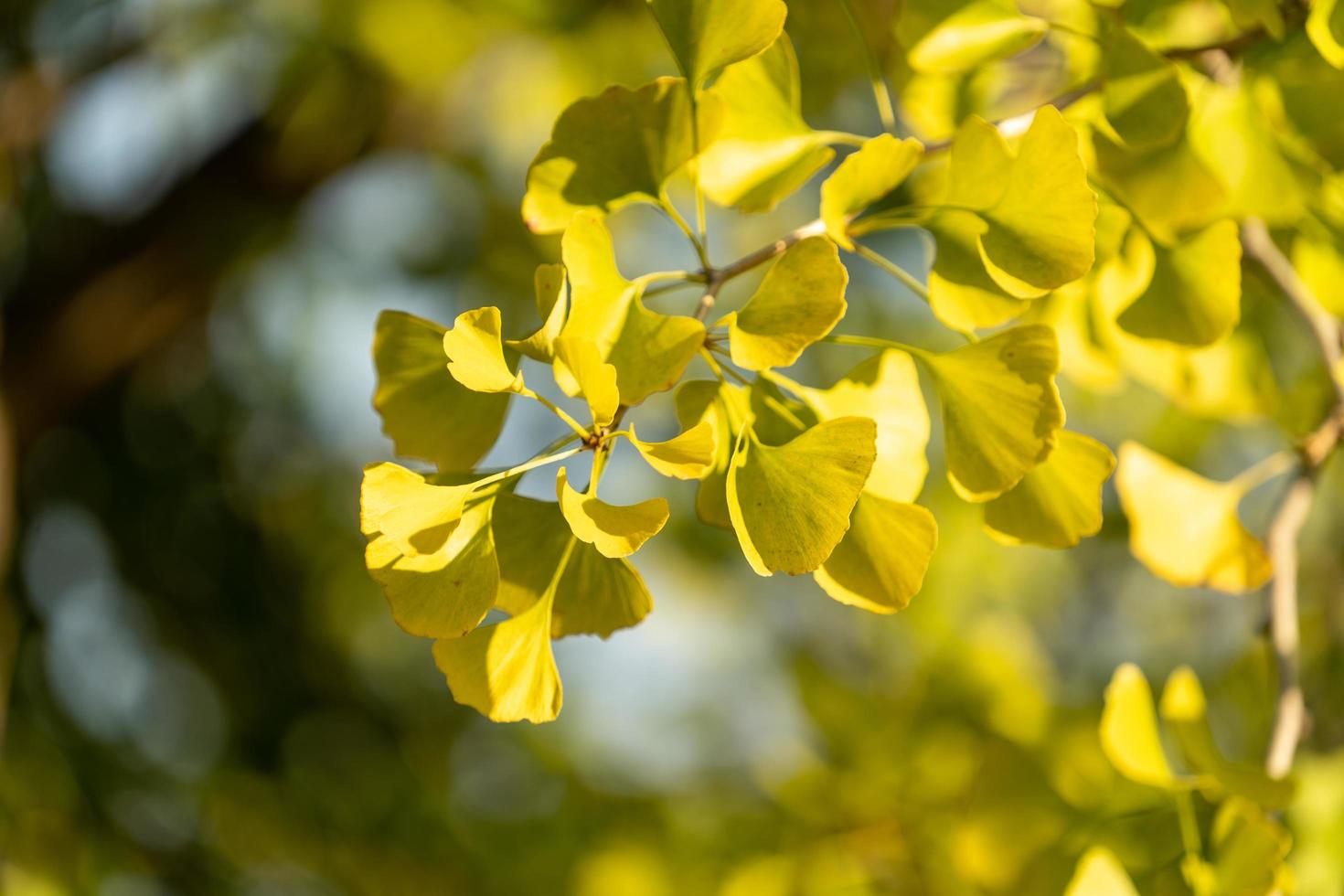 Backlit ginko leaves and branches photo