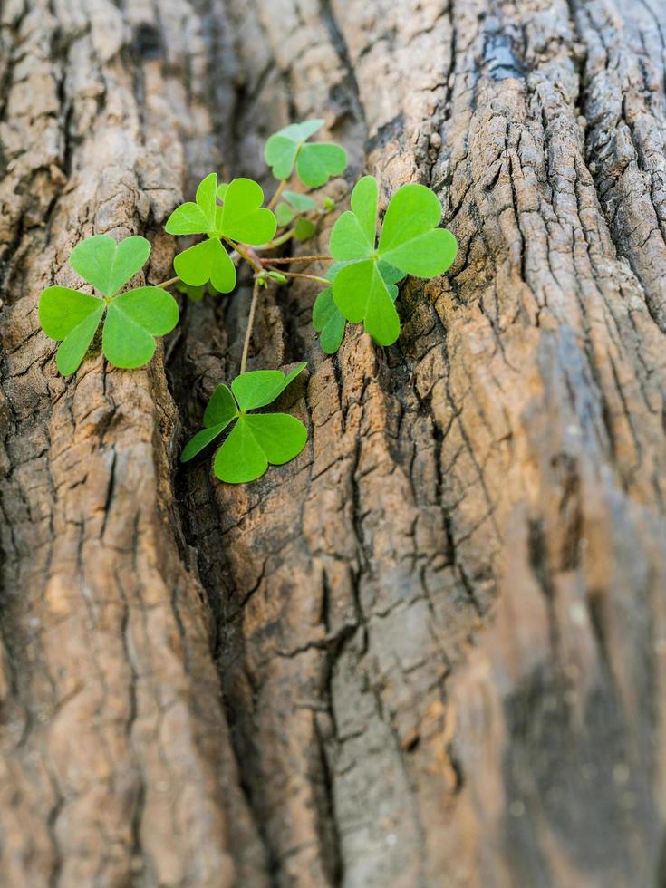 Clovers on wood trunk photo