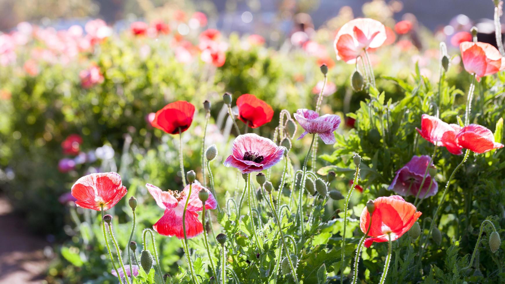 Colorful poppy flowers photo