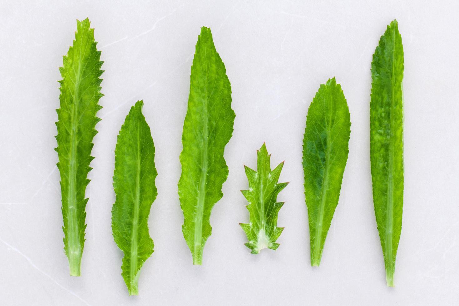 Green coriander on white photo