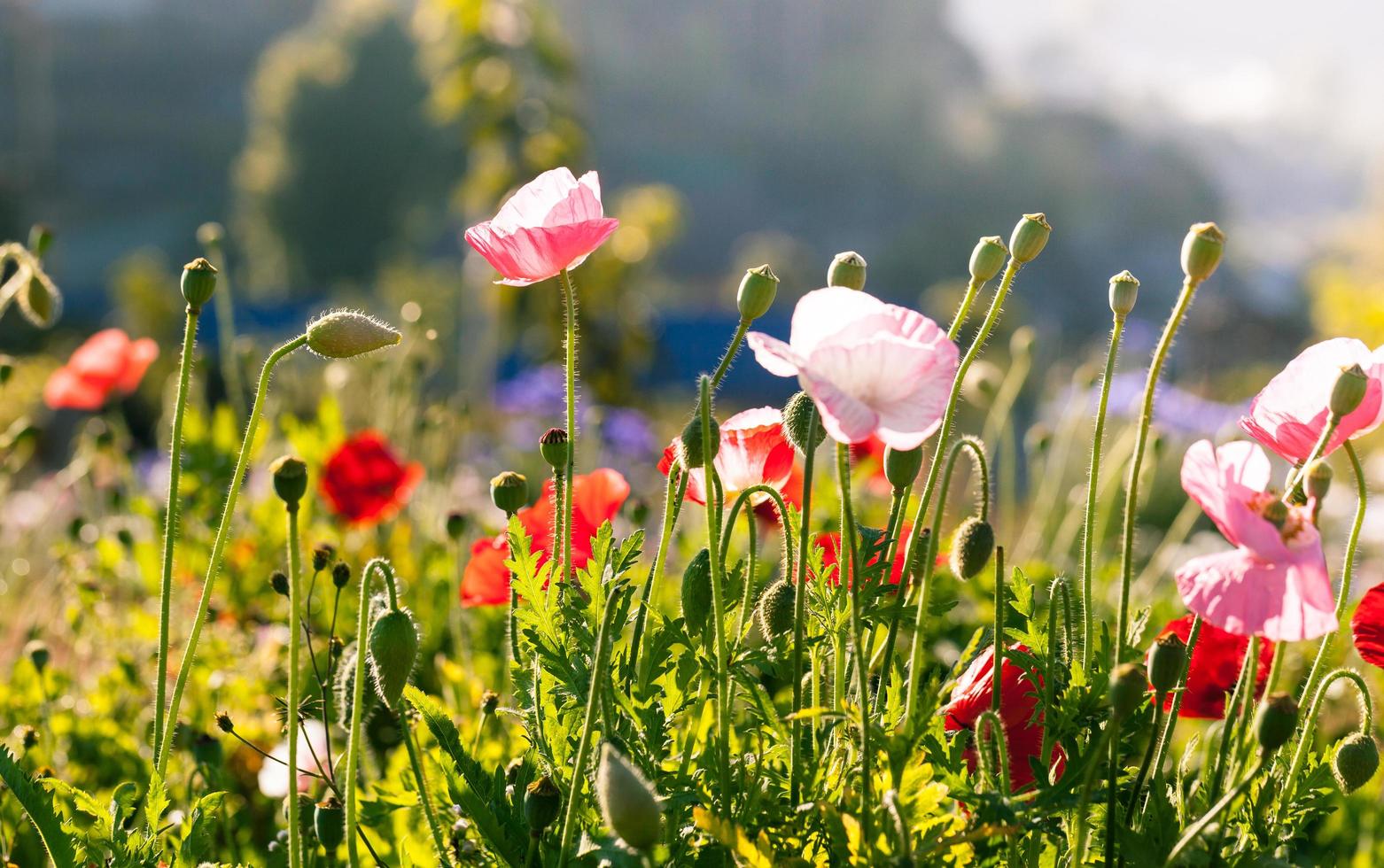 hermosas flores de amapola foto