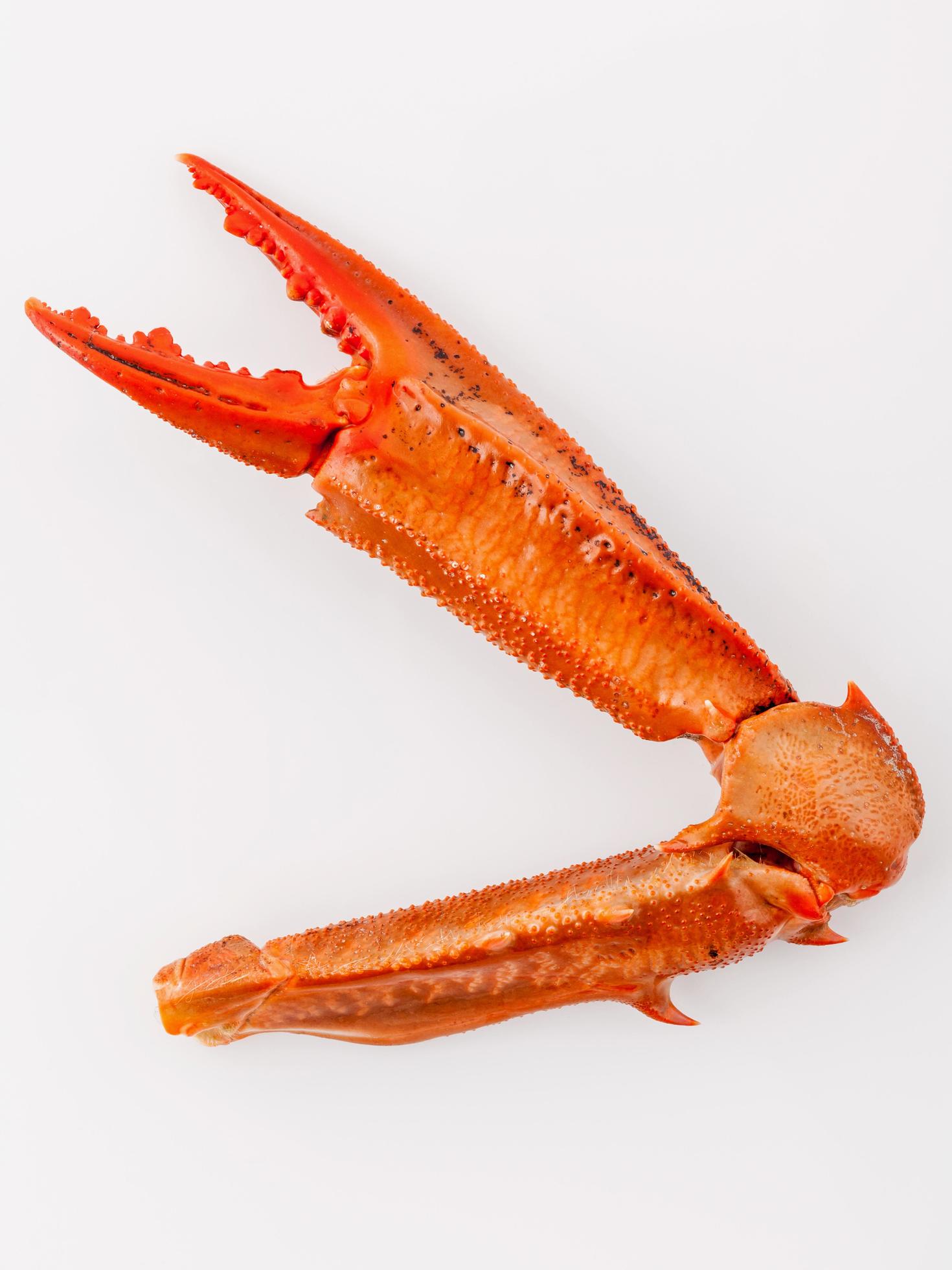Boiled Crab Claw Stock Photo Boiled Crab Claw Stock Photo