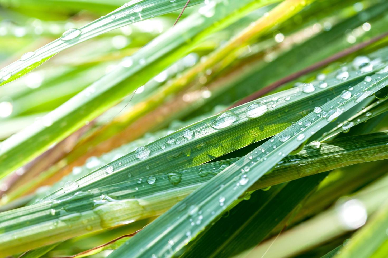 Lemongrass with dewdrops photo