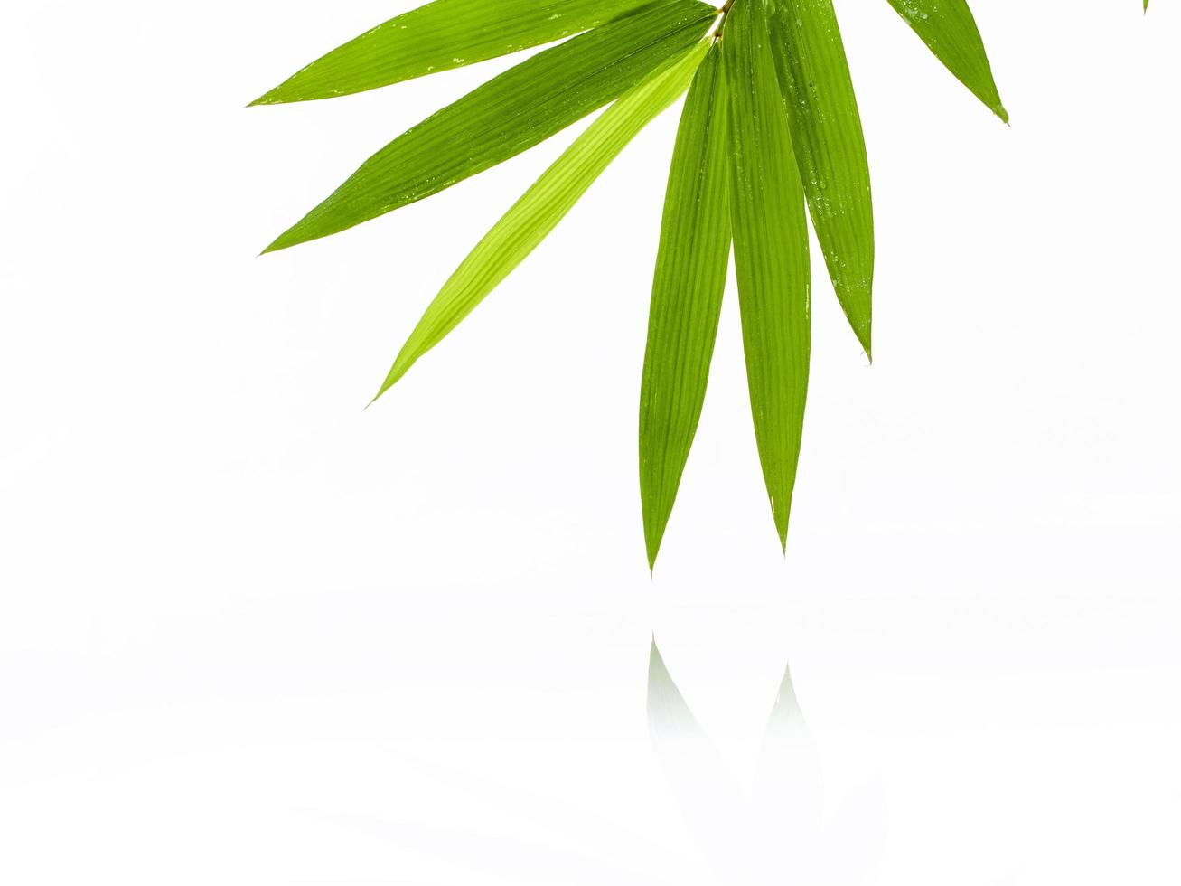 Fresh bamboo leaves on white background photo