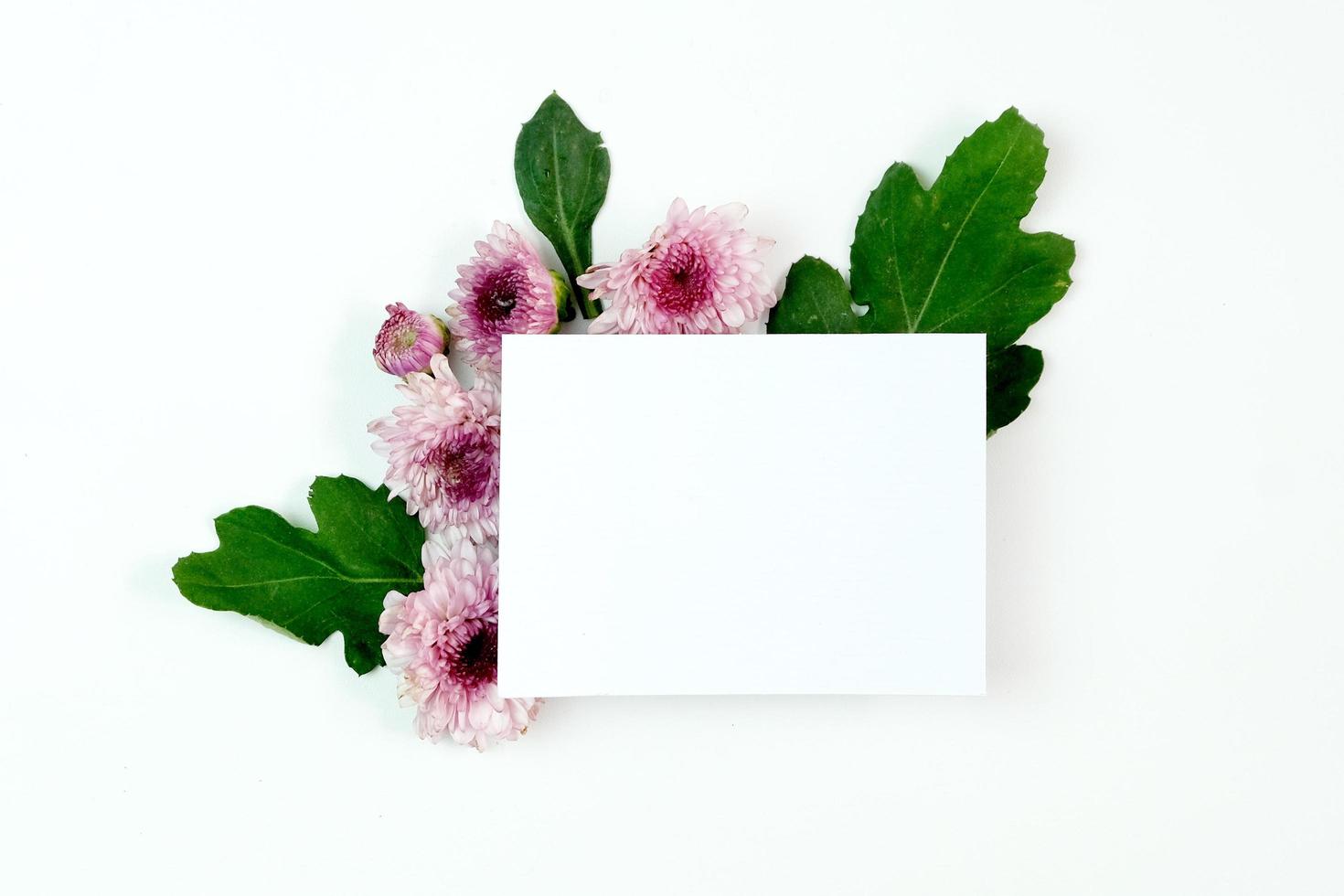 Blank paper with aster flowers photo