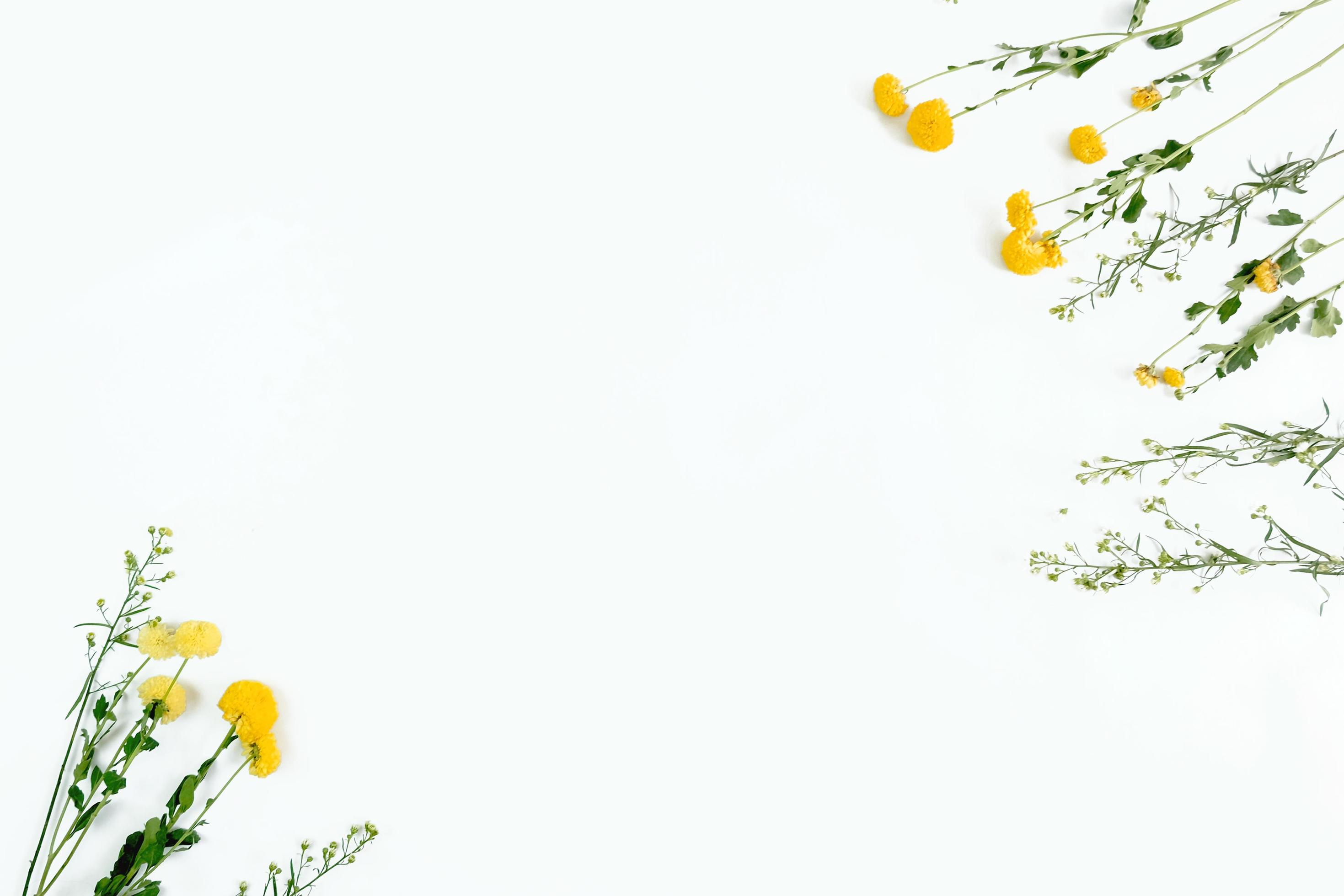 White background with pretty yellow flower frame 2030761 Stock Photo at  Vecteezy