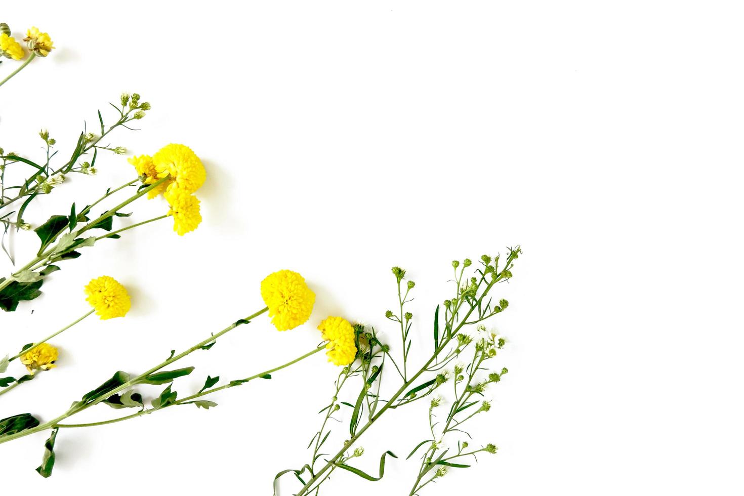 Yellow flowers on white background photo