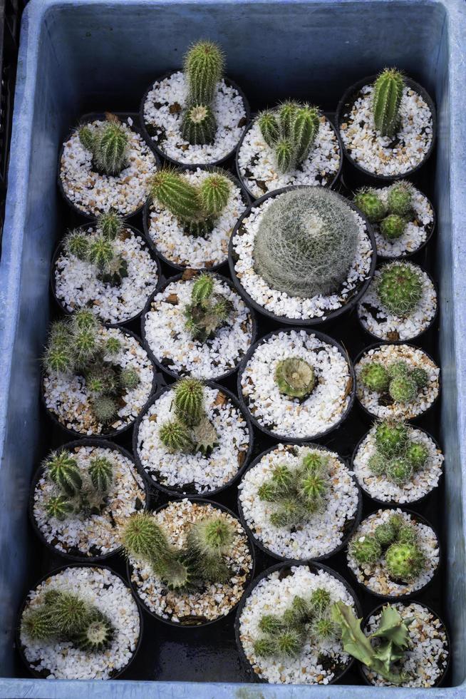 Small cactus succulents photo