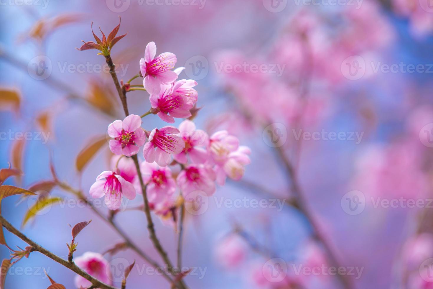 Pink cherry blossoms photo