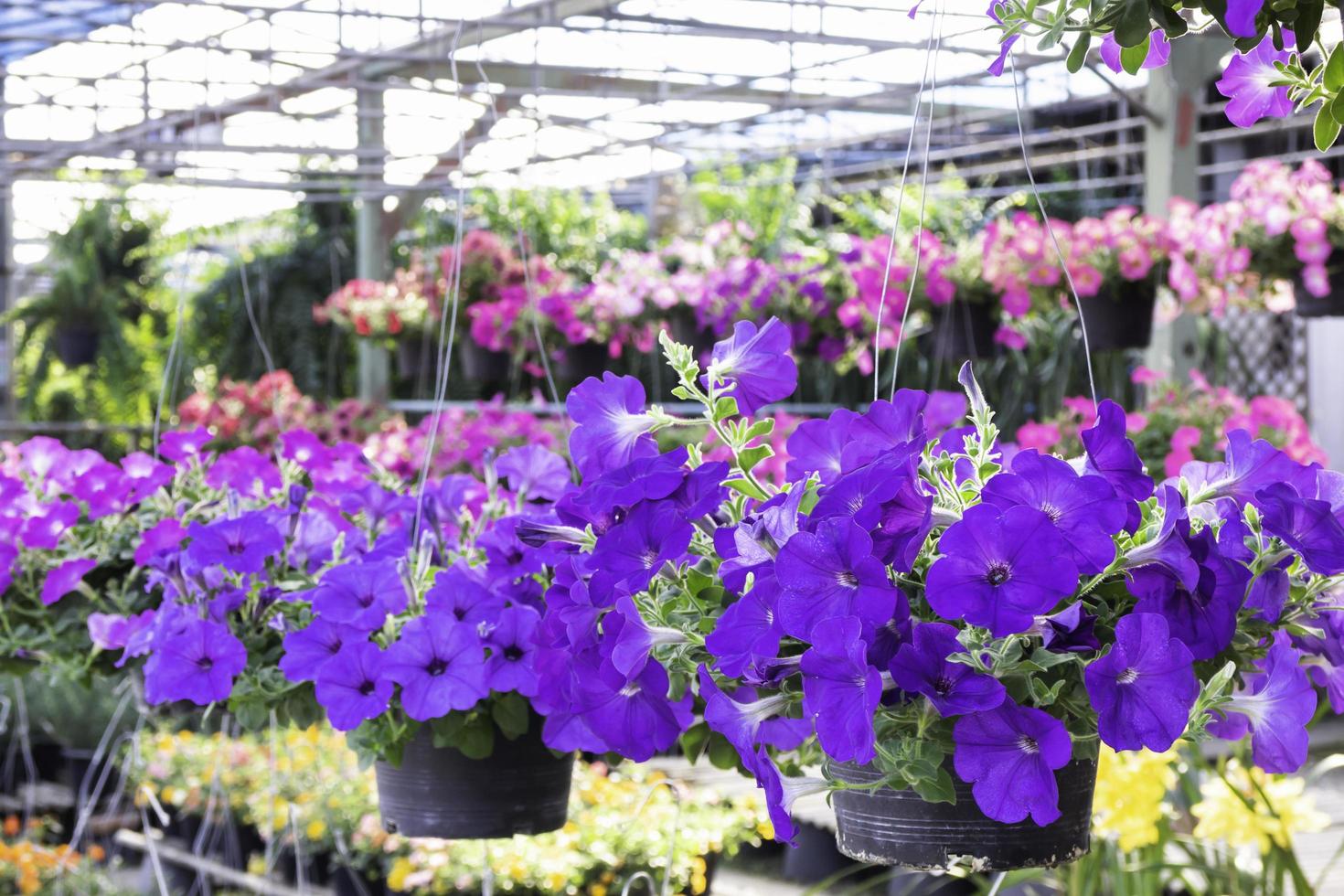 Flores colgantes de color púrpura para la venta en un vivero foto