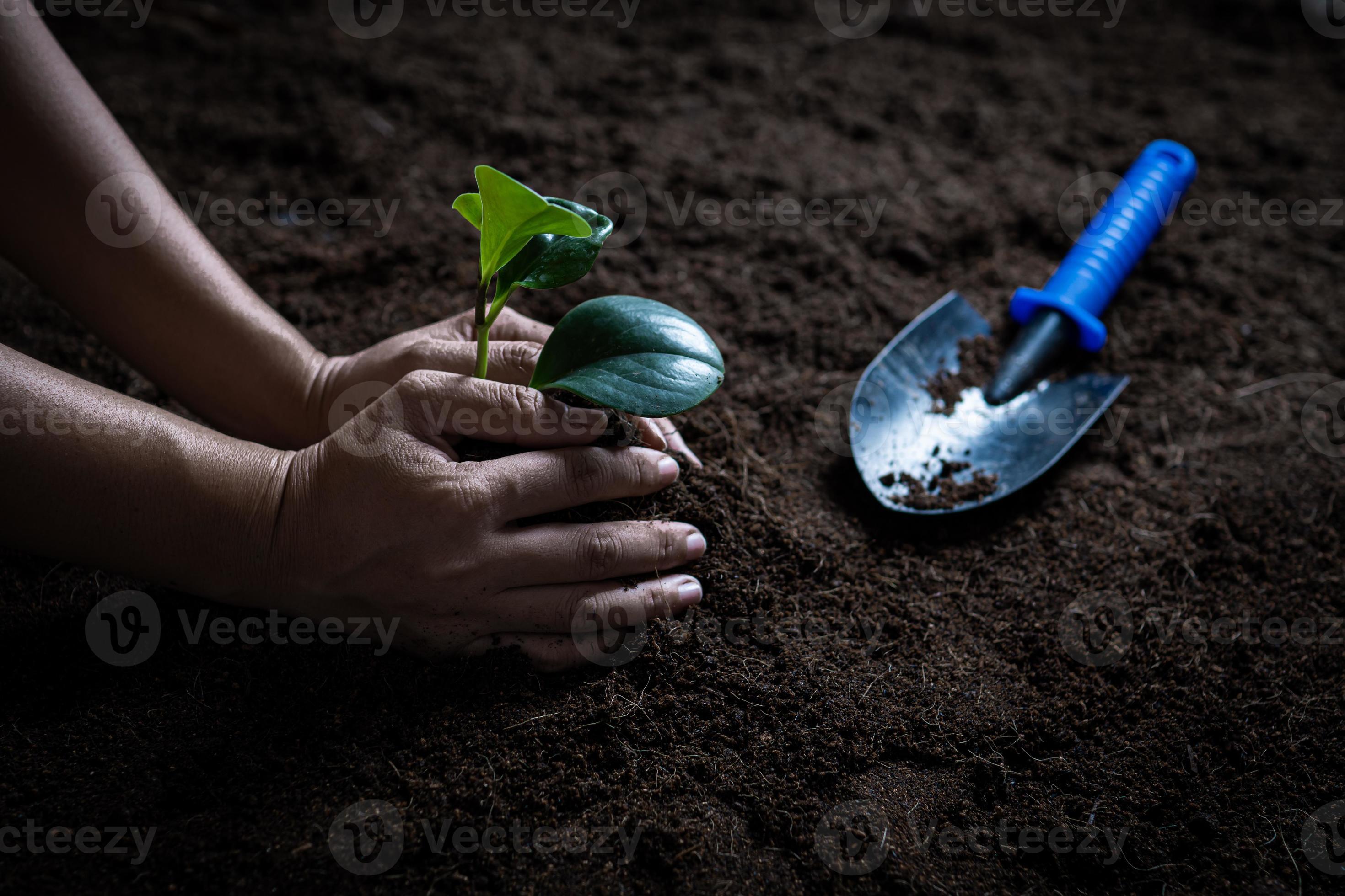 Hand hold sapling on soil photo