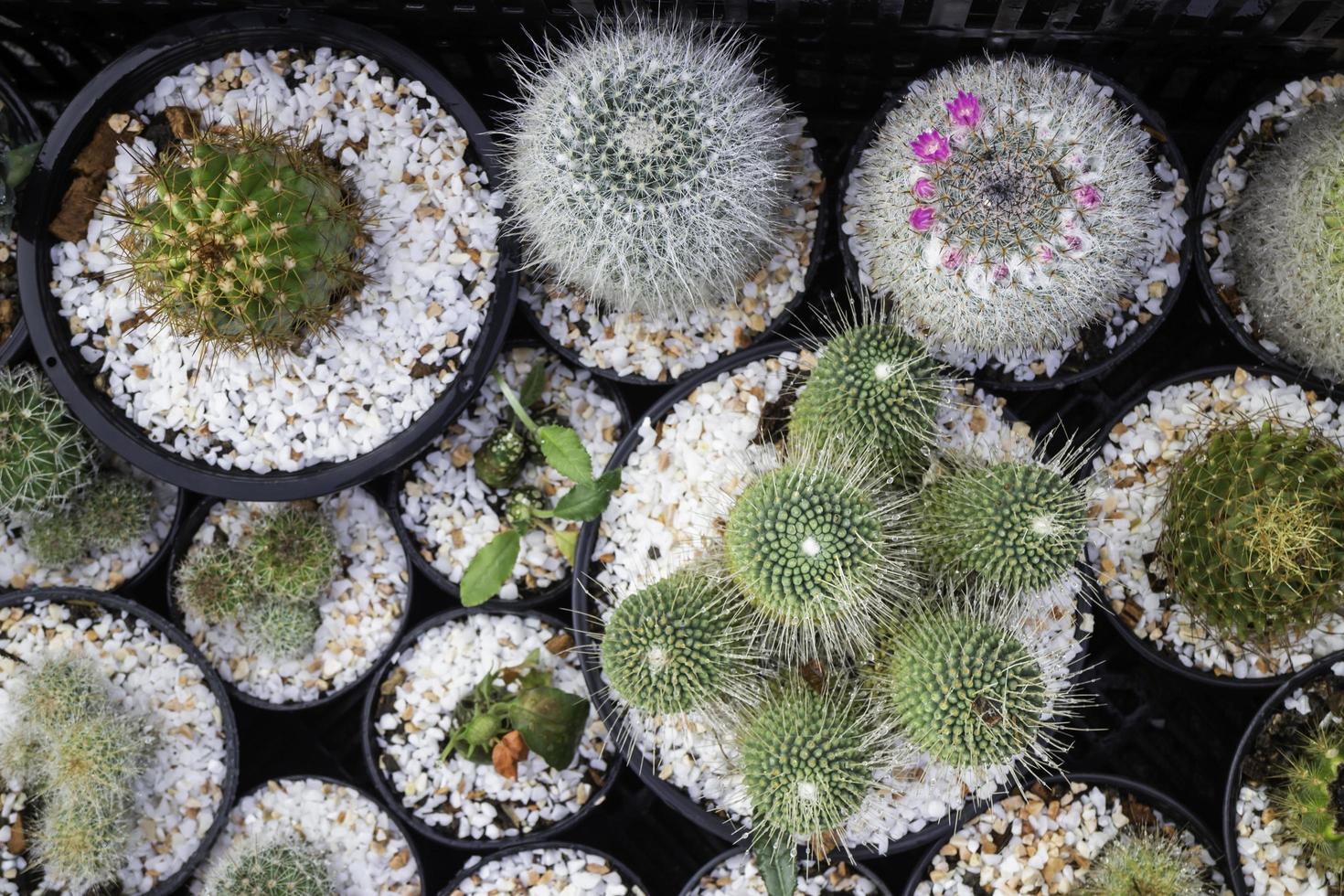 Cactus plant pots photo