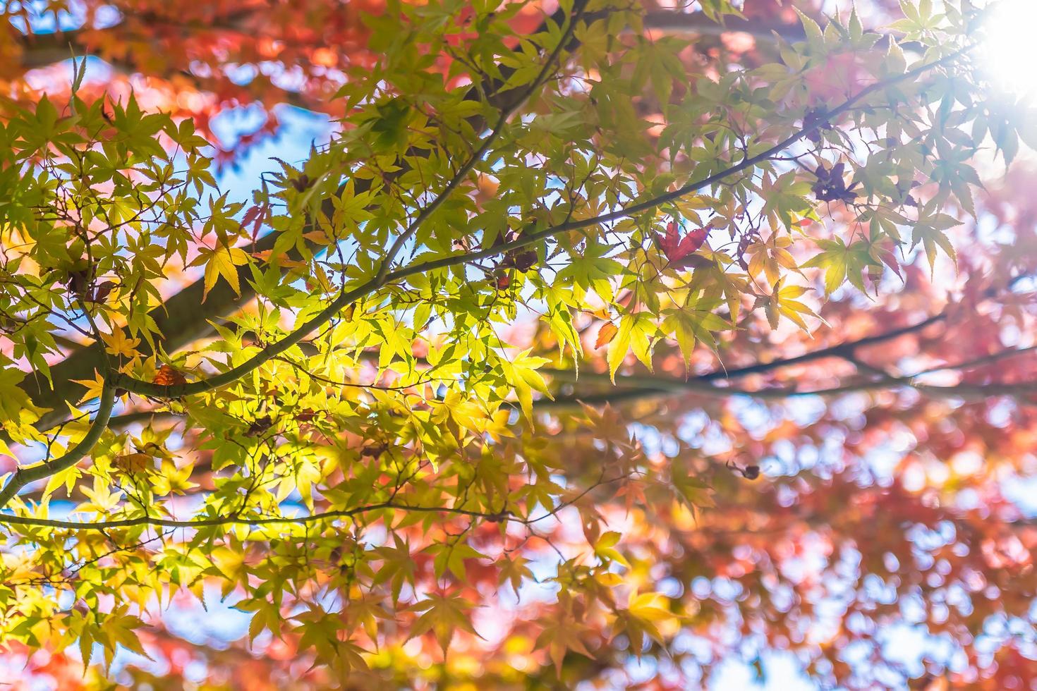 Maple trees in autumn season photo