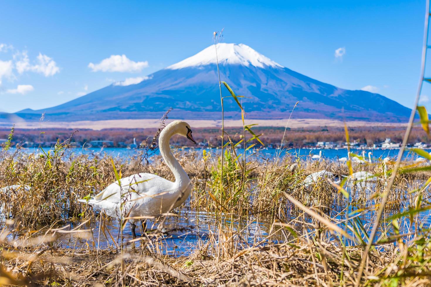 Swans on Lake Yamanakako at Mt. Fuji in Japan photo