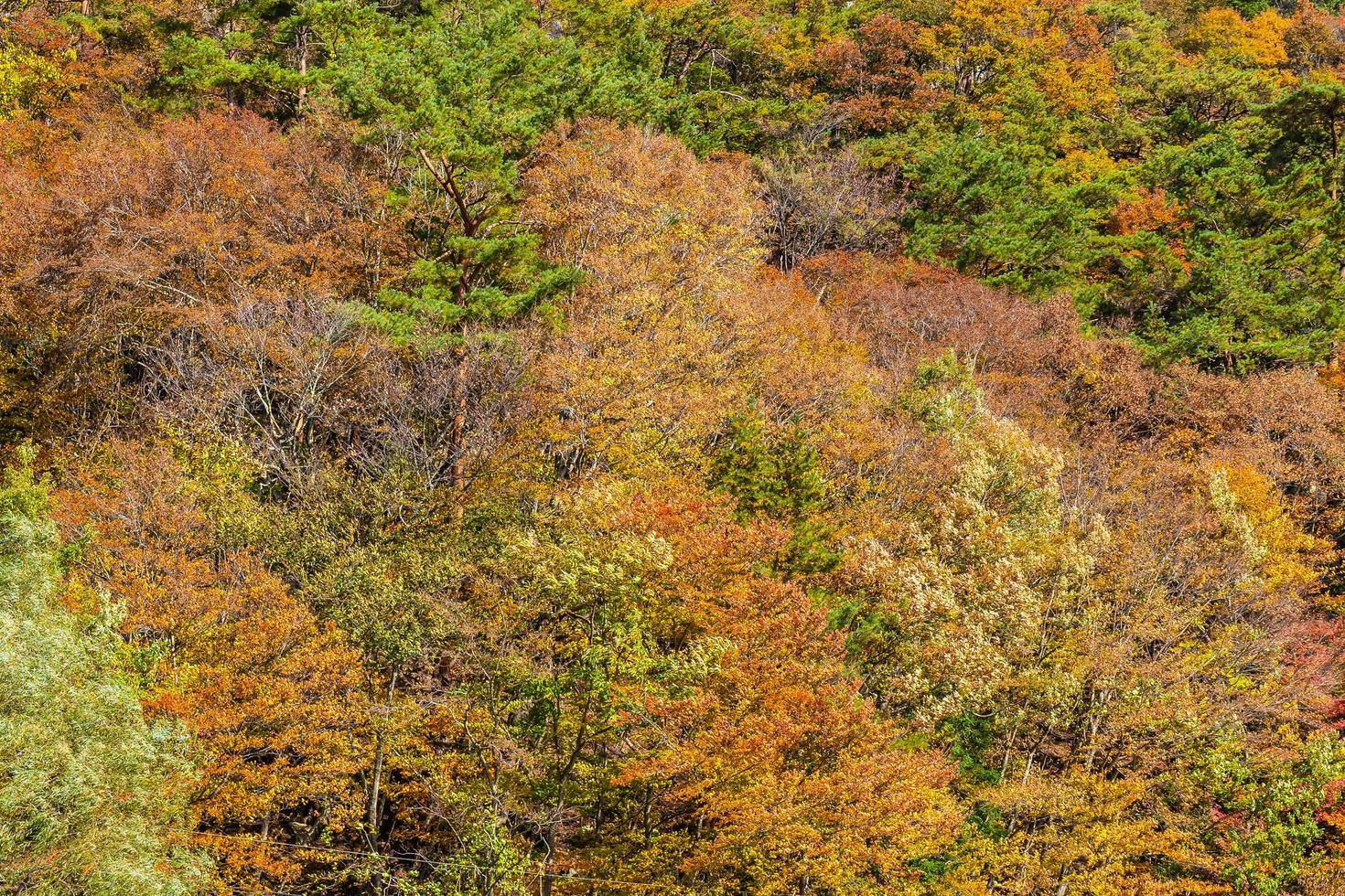 Landscape with maple trees in autumn photo