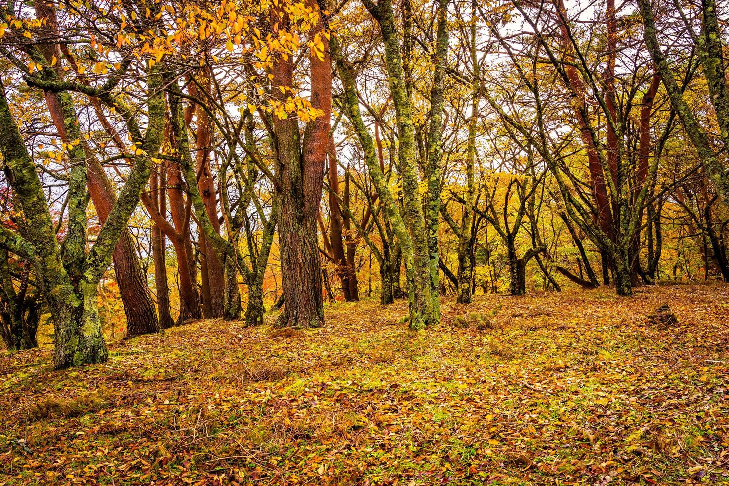 hermosos arces en otoño foto