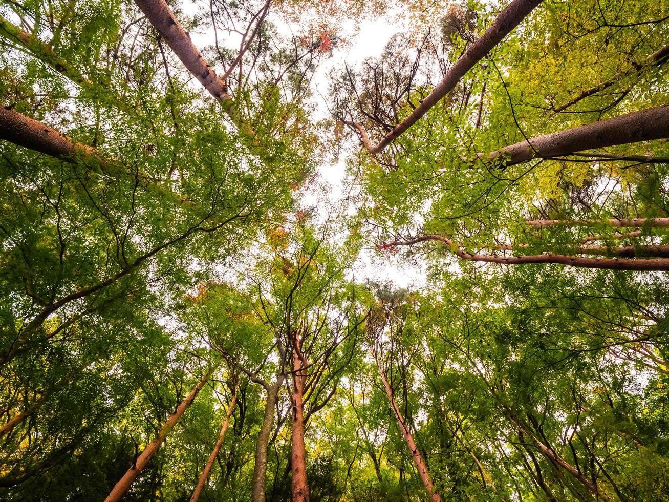 Big trees in the forest, low angle view photo