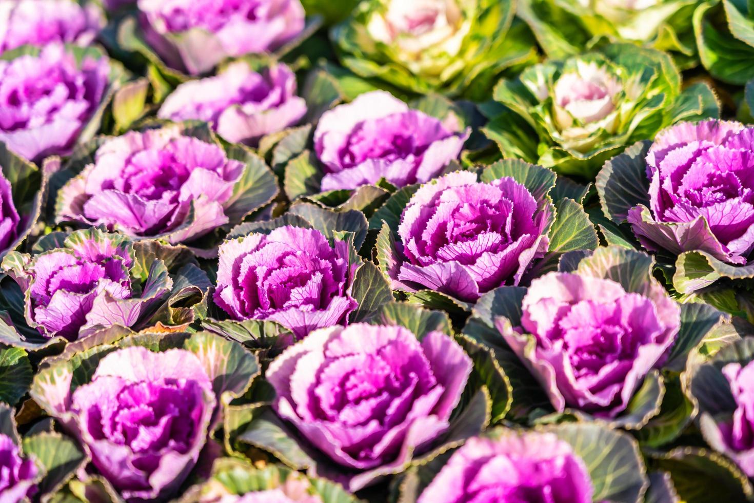 Green and Purple color flowers photo