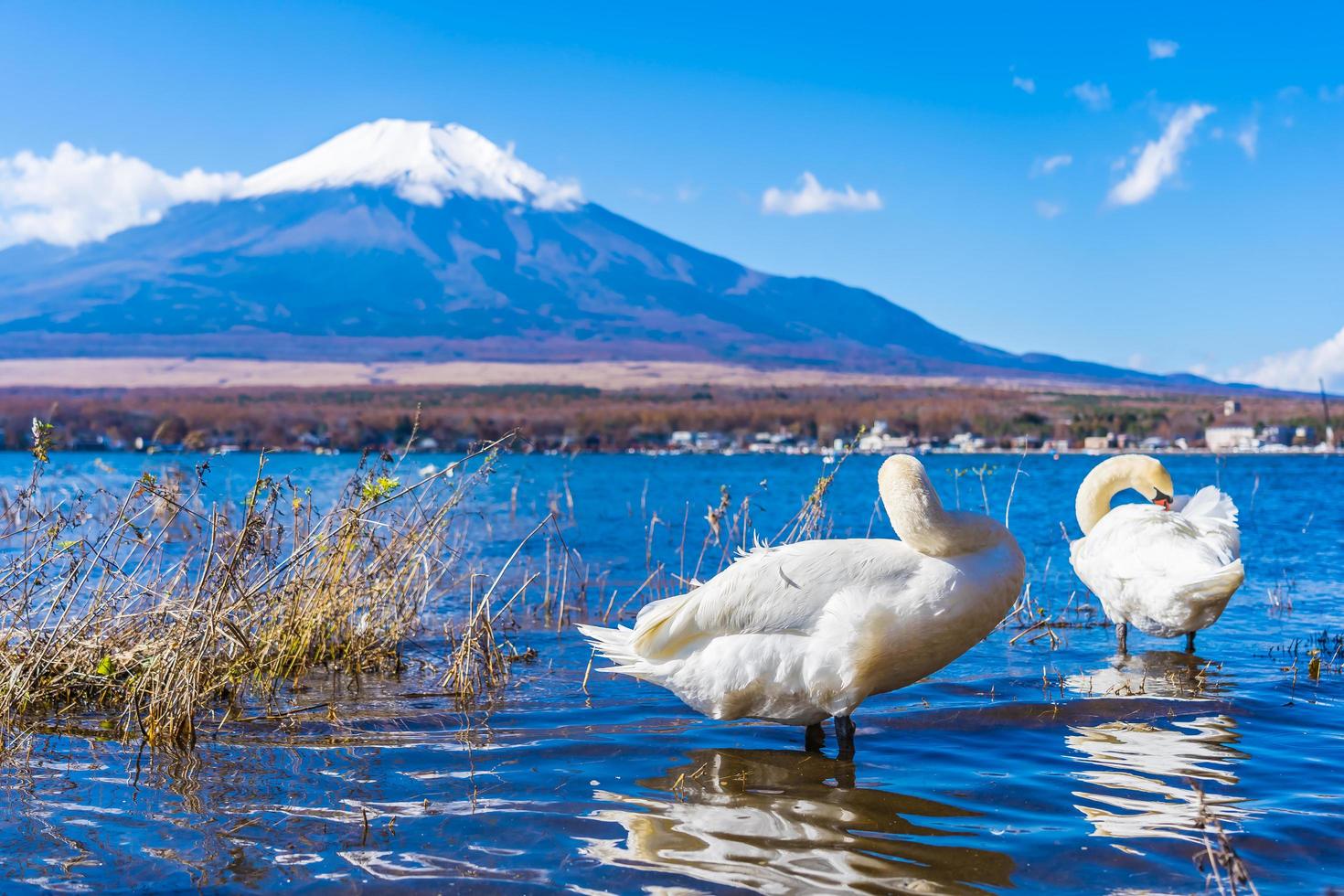 cisnes en el lago yamanakako en mt. fuji en japón foto