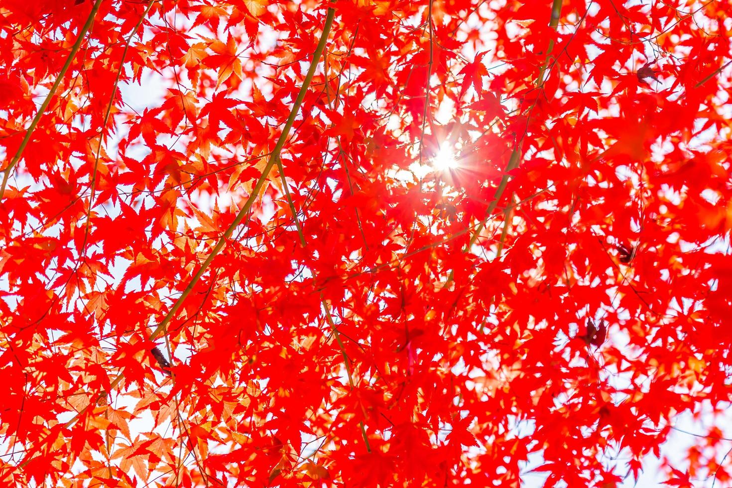 Beautiful maple trees in autumn photo