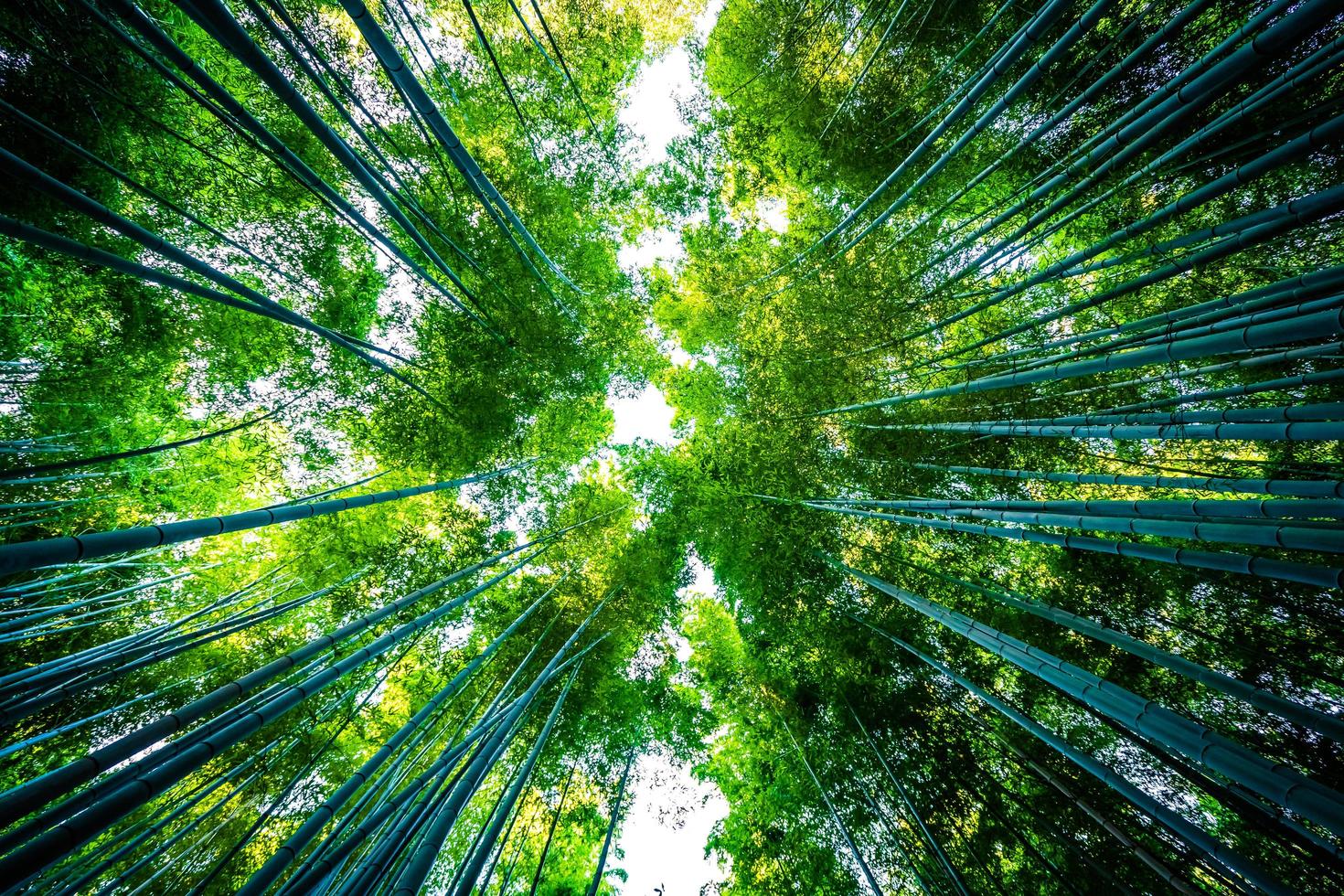 Arboleda de bambú en el bosque en Arashiyama, Kioto foto