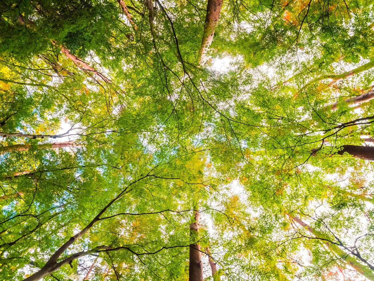 grandes árboles en el bosque, vista de ángulo bajo foto