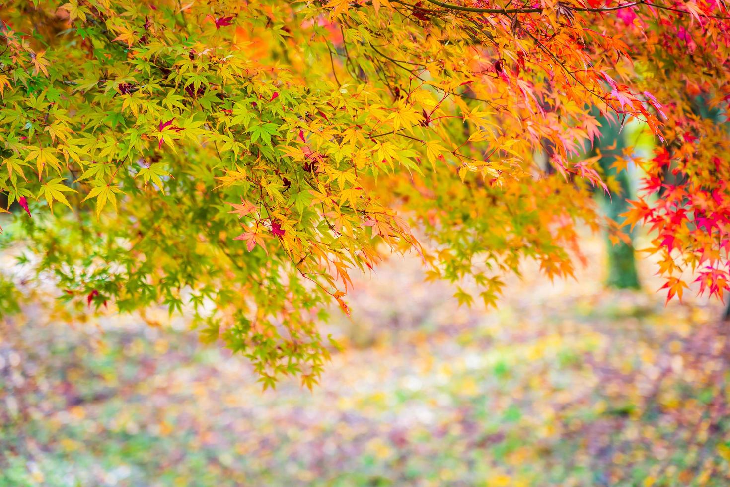 hermoso árbol de hoja de arce en otoño foto