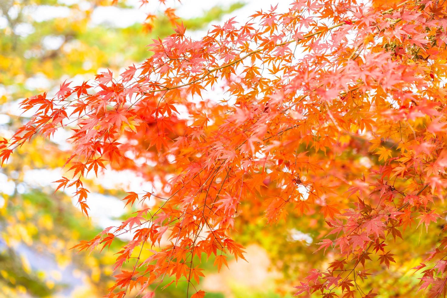 Beautiful maple tree in autumn photo