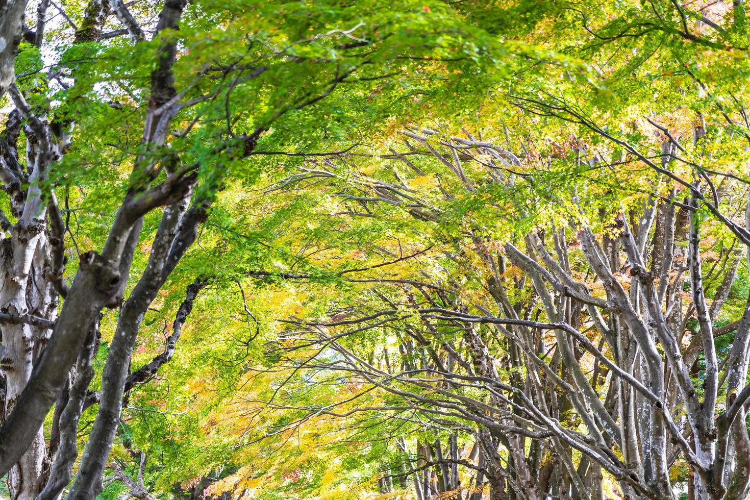 Beautiful maple tree in autumn photo