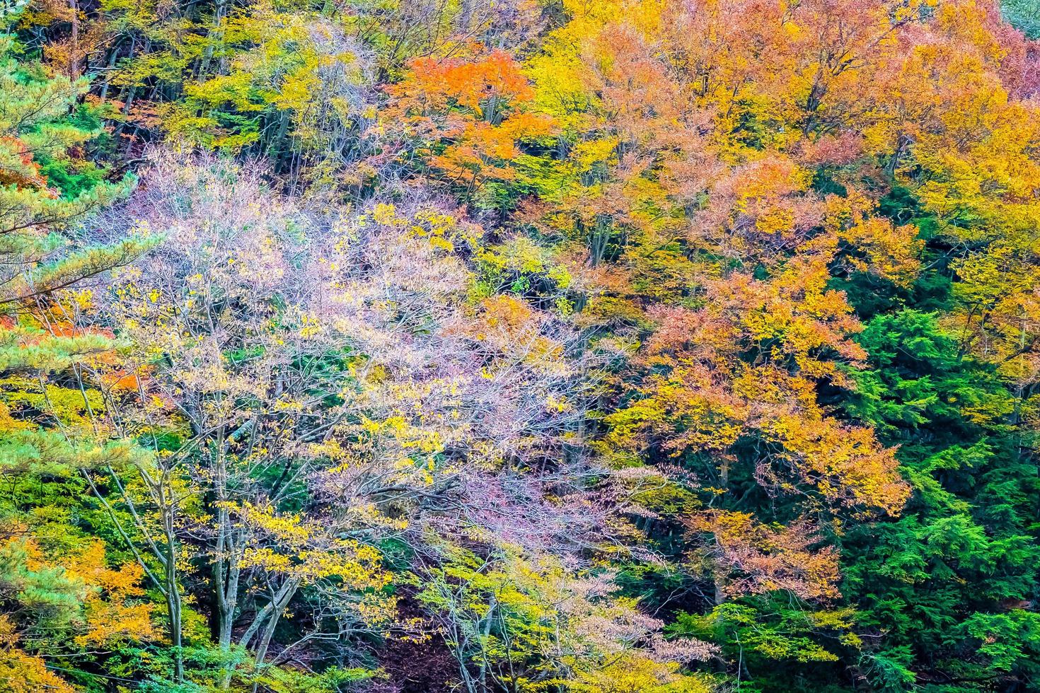 Forest on a mountain in autumn photo