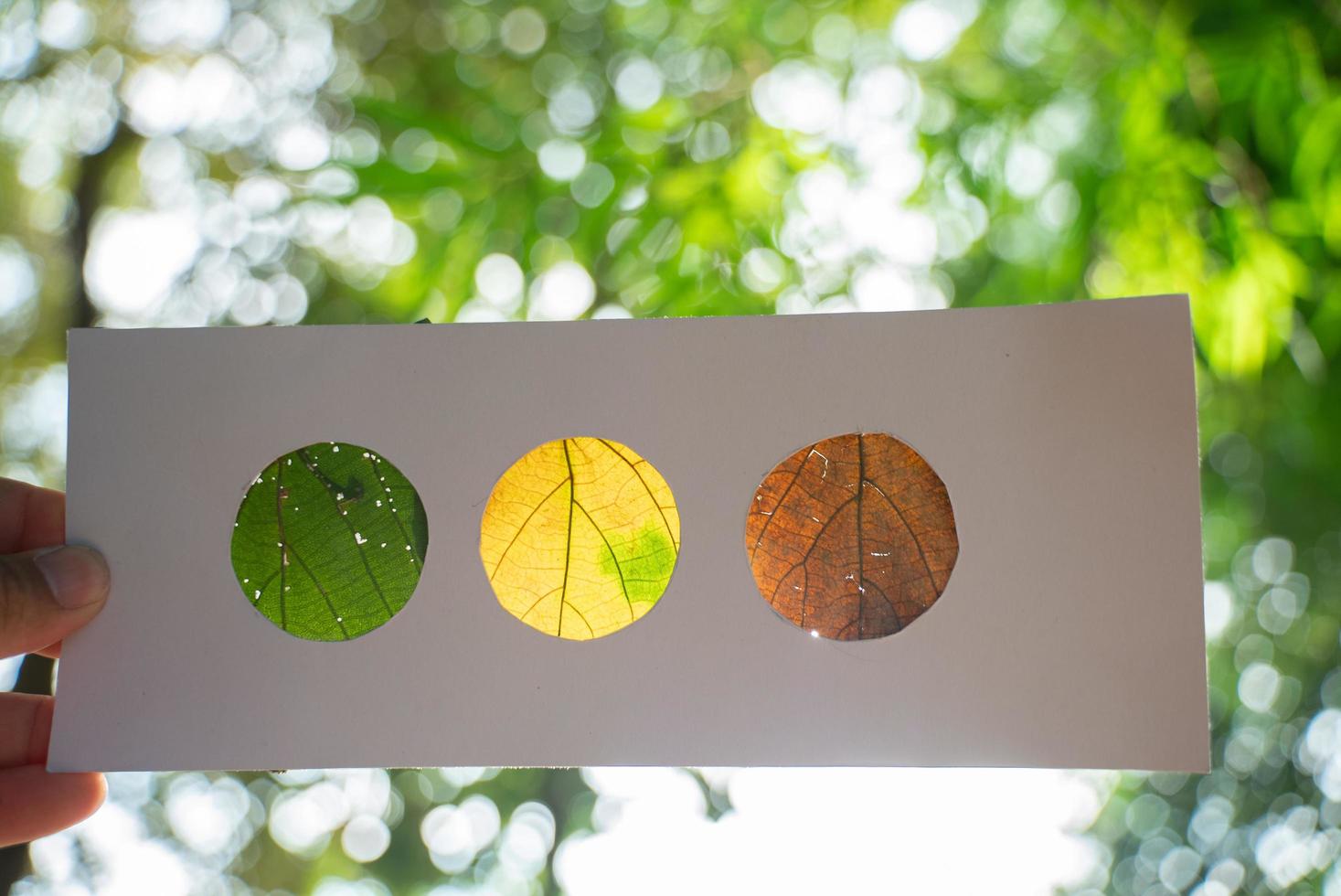 hojas naranjas, amarillas y verdes en papel, que recuerdan a un semáforo, retroiluminadas con fondo de bosque foto