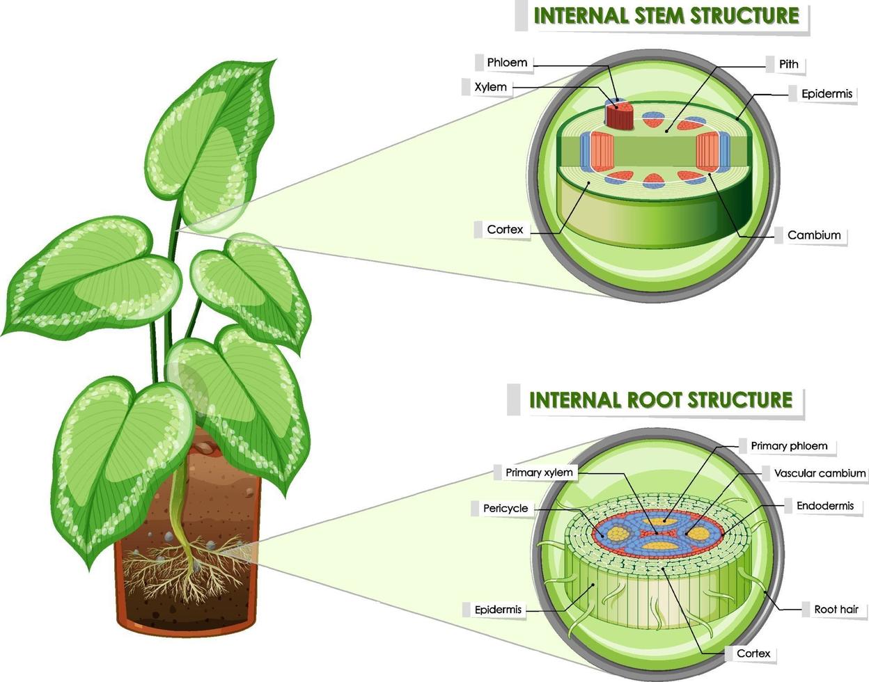 Diagram showing stem and root structure vector