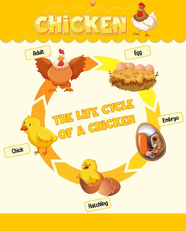 Diagram showing life cycle of Chicken vector