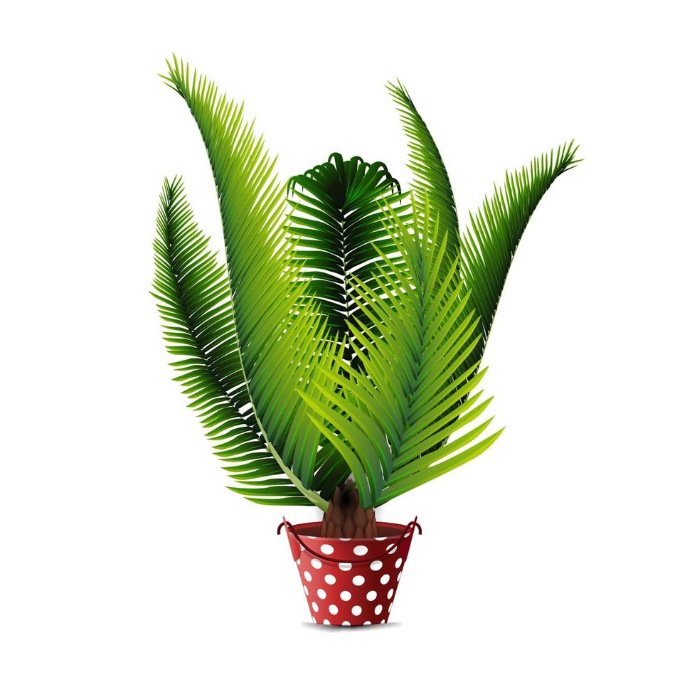 Palmera en maceta aislado sobre fondo blanco para su creatividad vector