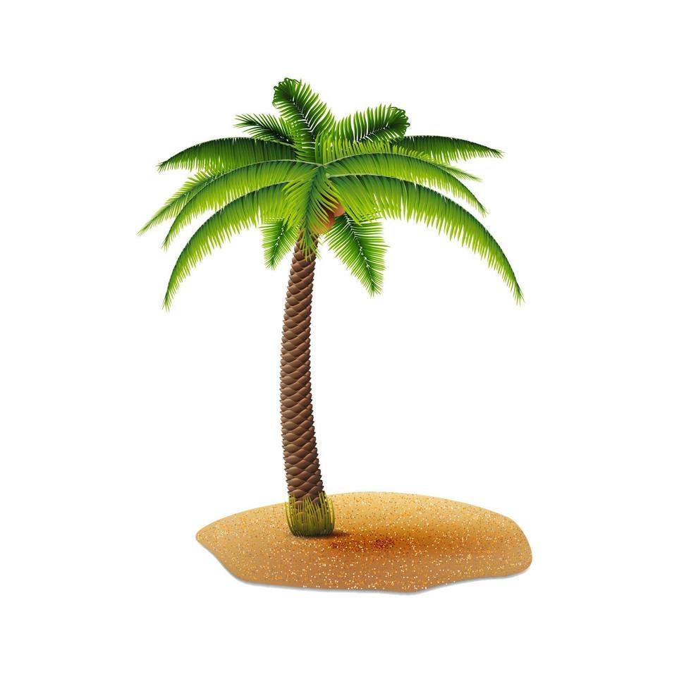 Coconut palm isolated on white background for your creativity vector