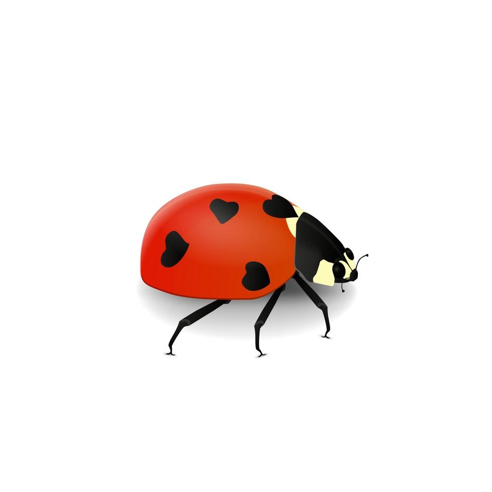 Vector realistic volumetric ladybird with black hearts on she's red back isolated on white background