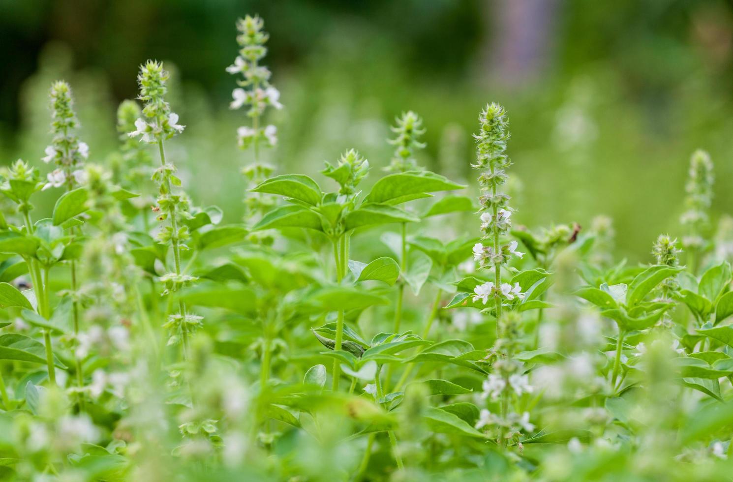 Basil field with flowers photo