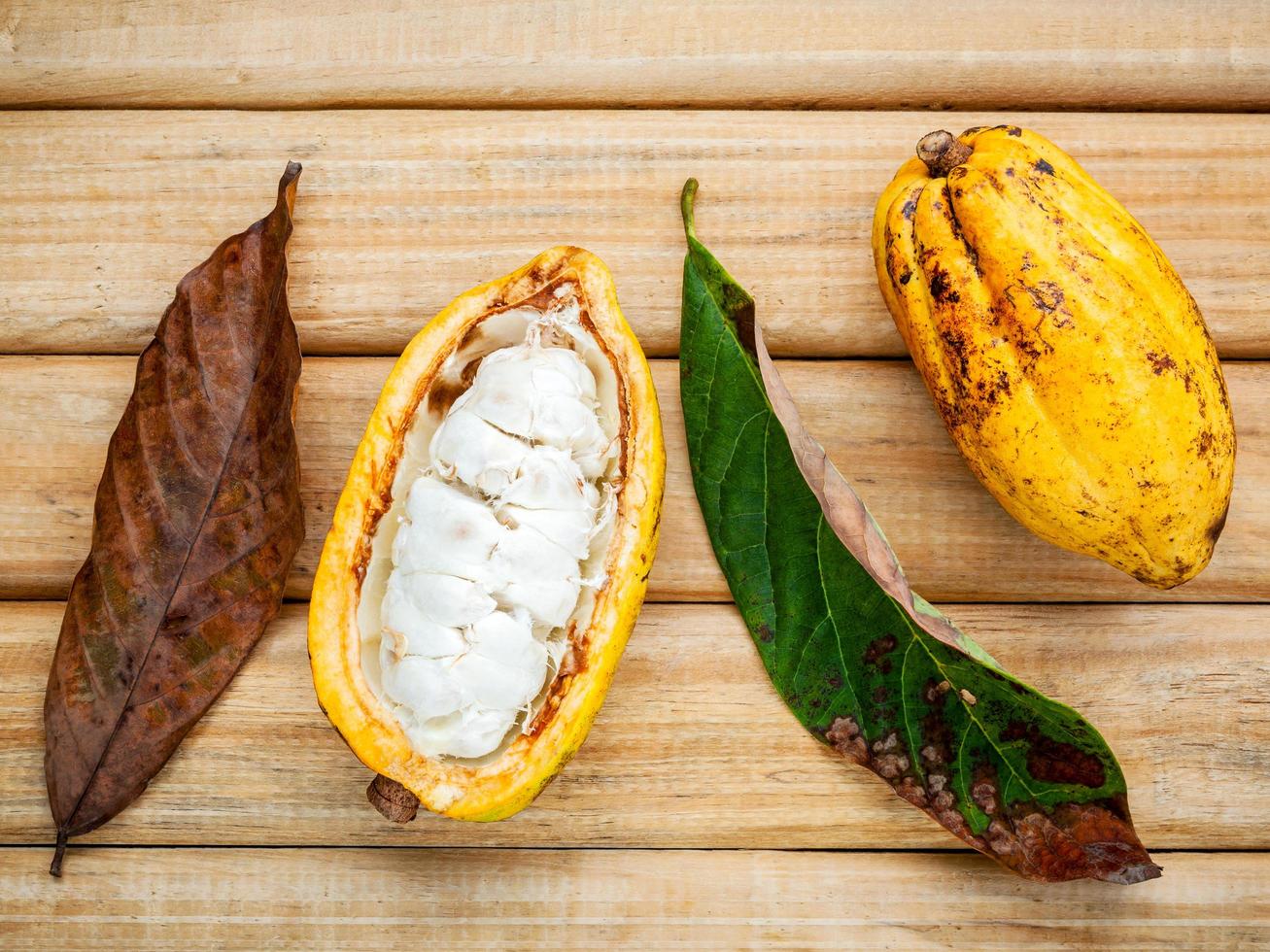 mazorcas de cacao en madera foto