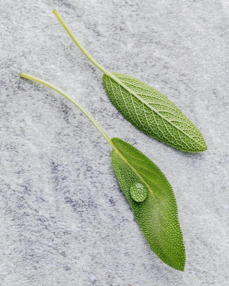 Sage leaves on stone photo