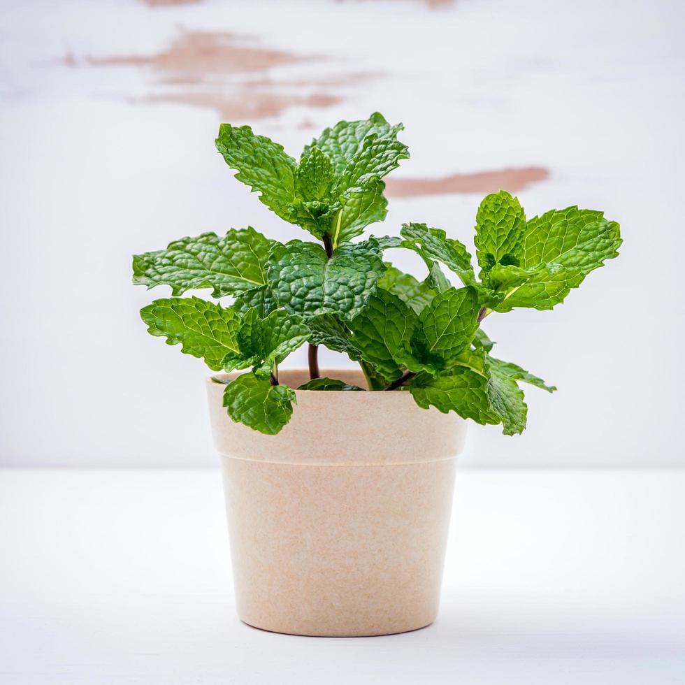 Mint potted plant photo