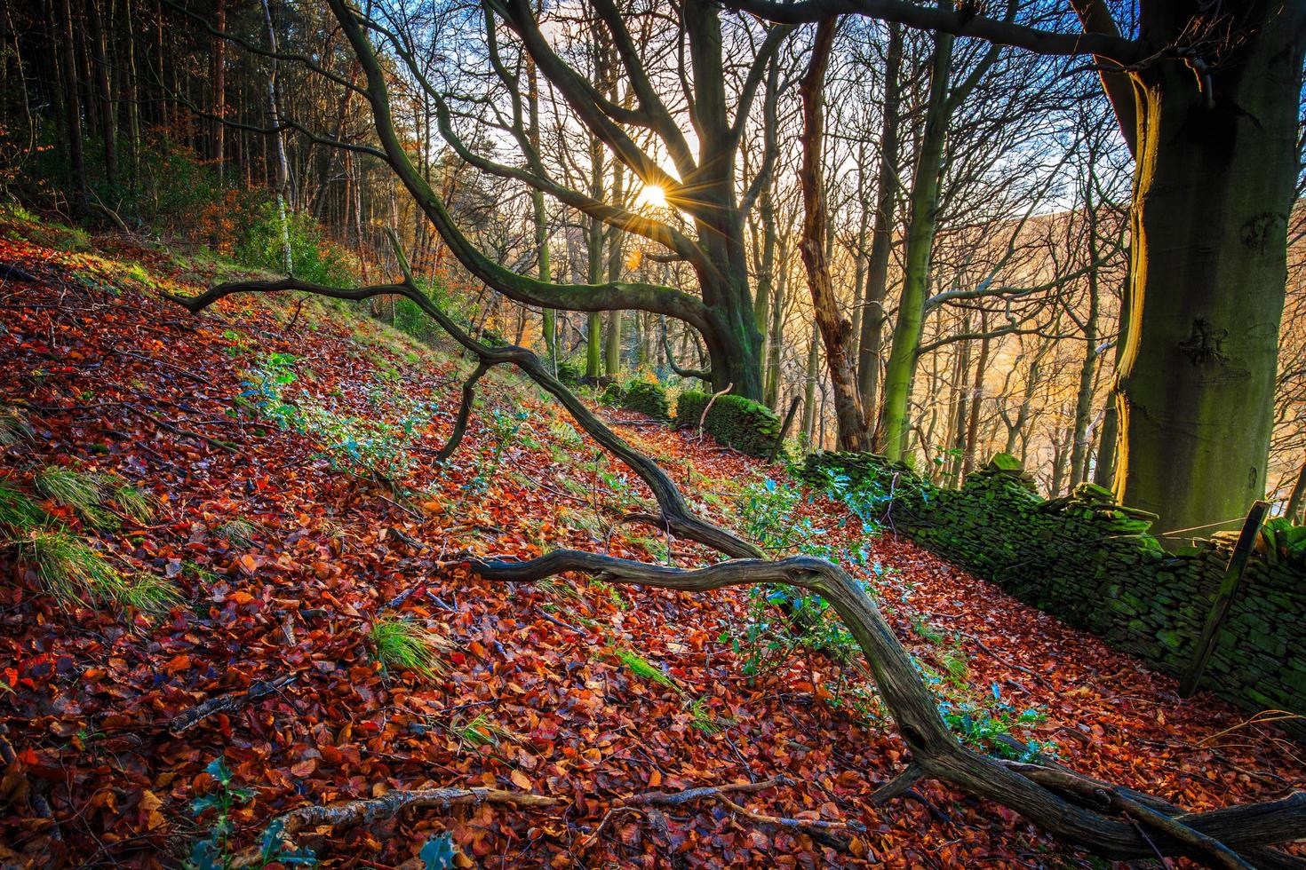 Bare trees with colorful leaves on the ground next to rock wall photo