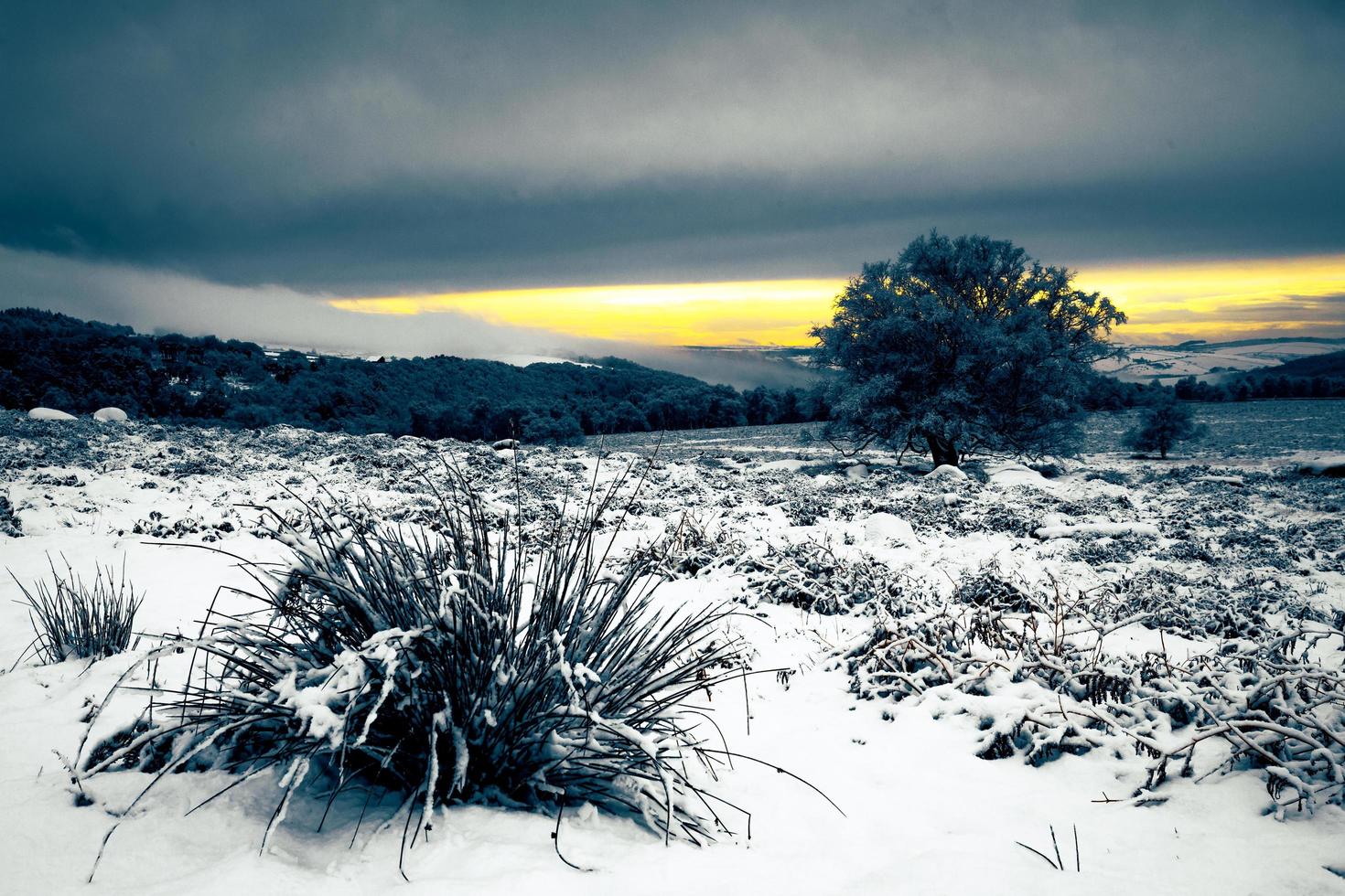 Snowy landscape of bushes and trees with low sun in cloudy sky photo