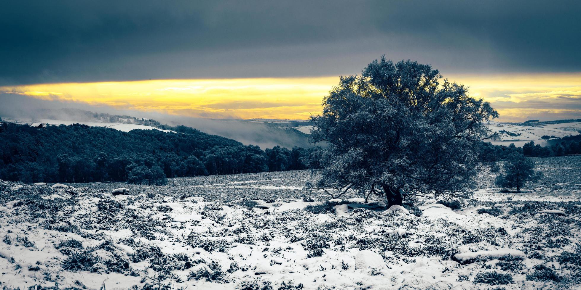 Landscape of lone tree in snow with hills, forest, and mountains in background with colorful cloudy sky photo